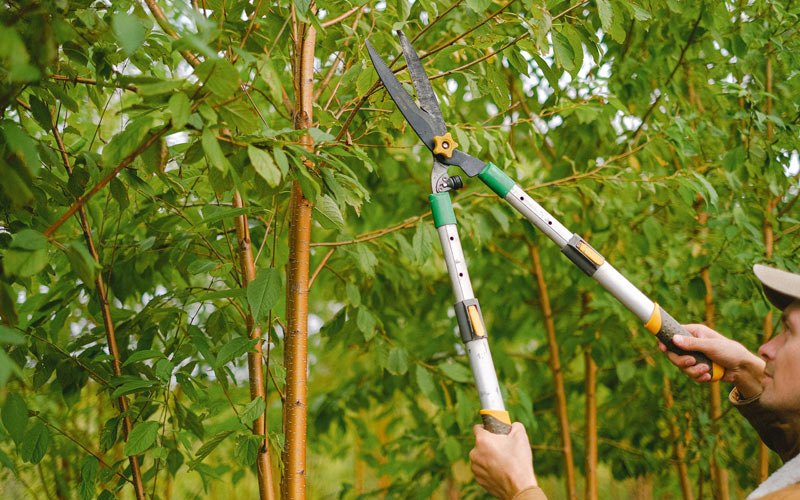 Tree trimming in Albion, NY